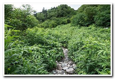 白峰三山・草すべり